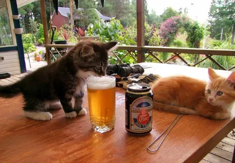 Cats Drinking Beer Together
