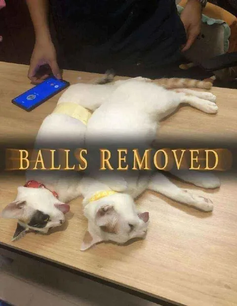 Balls Removed Cats