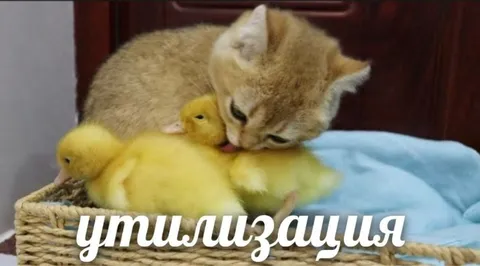 Кот и утилизация утят