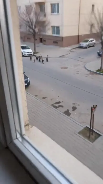 Кошачий парад во дворе