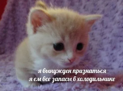 Кот съел все запасы
