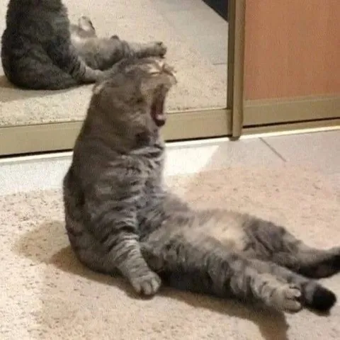 Кот, который слишком устал