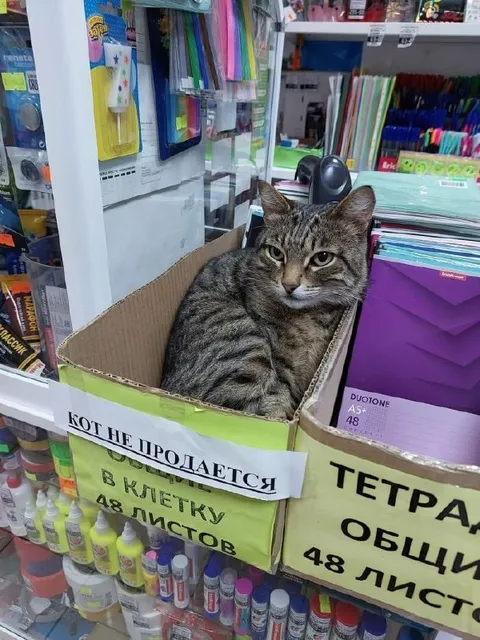 Кот не продается в клетку