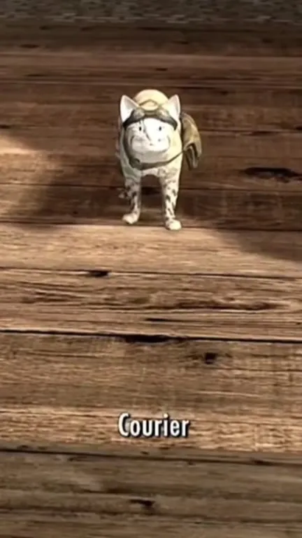 Courier Cat Turns Around