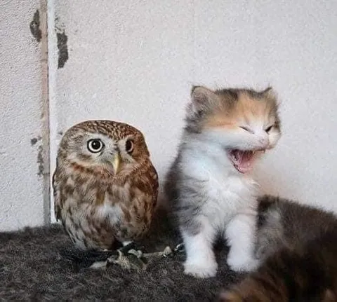Сова и смеющийся котёнок