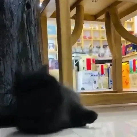 Чёрный кот удивлённо мяукает