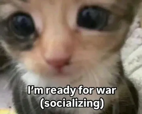Ready for War Socializing Cat