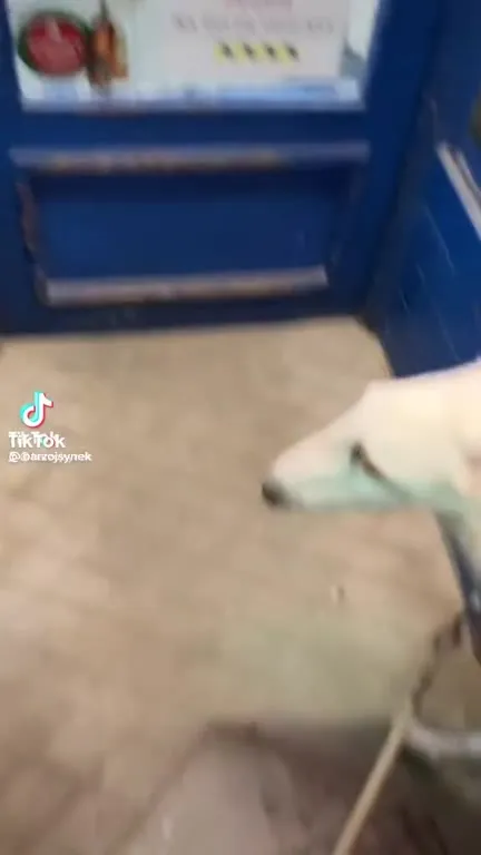 Pes nesmí do obchodu