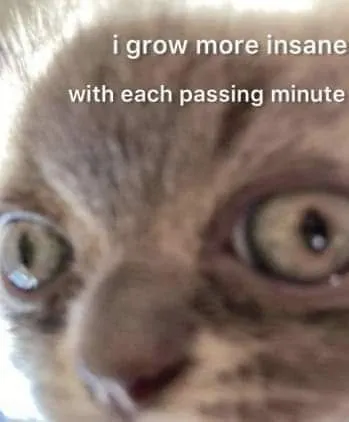I Grow More Insane Cat