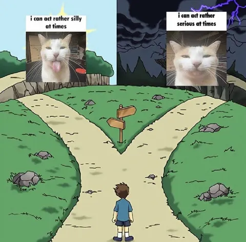 Silly or Serious Cat