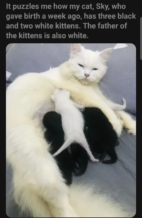 White Cat Has Black Kittens