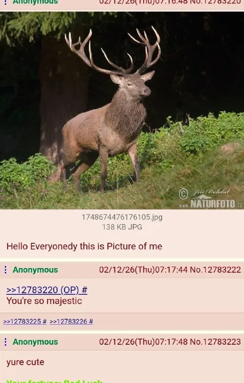 Majestic Deer Picture Thread