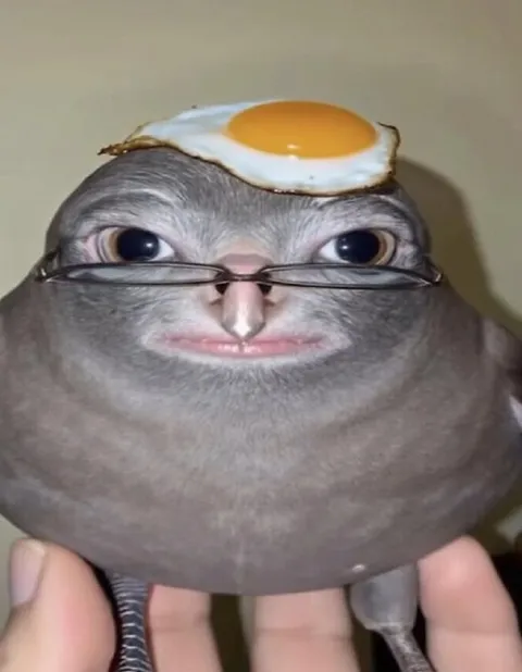 Кот в очках с яичницей
