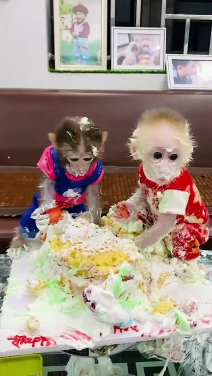 Monkeys Destroy the Birthday Cake