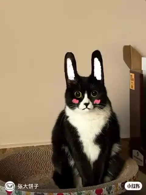 猫咪变身记