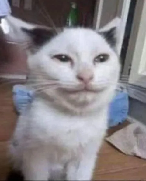 Грустный белый кот