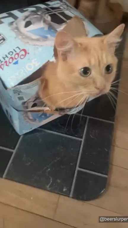 Кот застрял в коробке