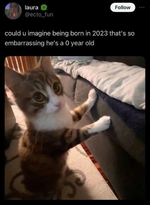 Born in 2023 Cat
