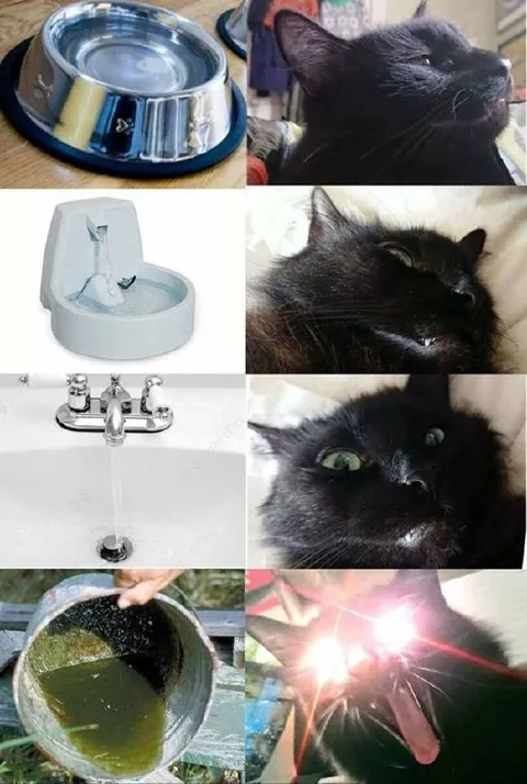 Кот, который обожает воду