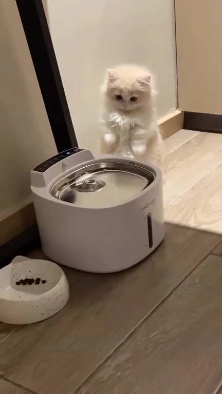 Котёнок играет с фонтанчиком