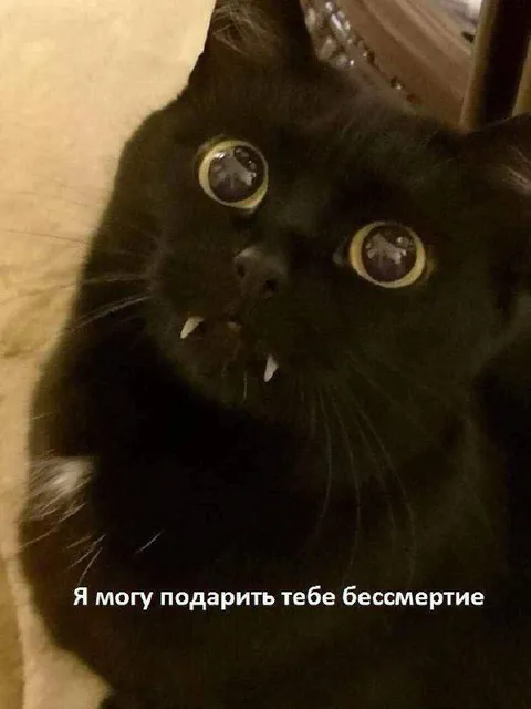 Кот предлагает бессмертие