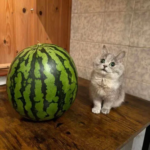 Кот и огромный арбуз