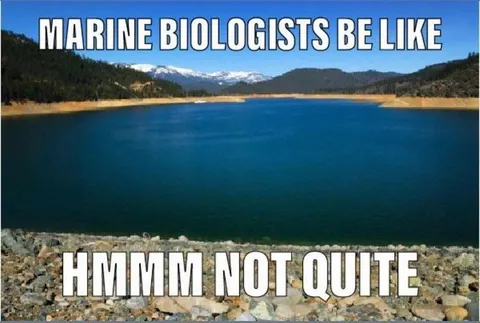 Marine Biologists Be Like