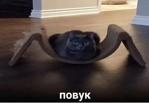 Кот-паук на ковре