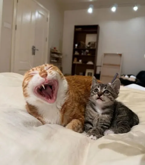 Смеющийся кот и серьёзный котёнок