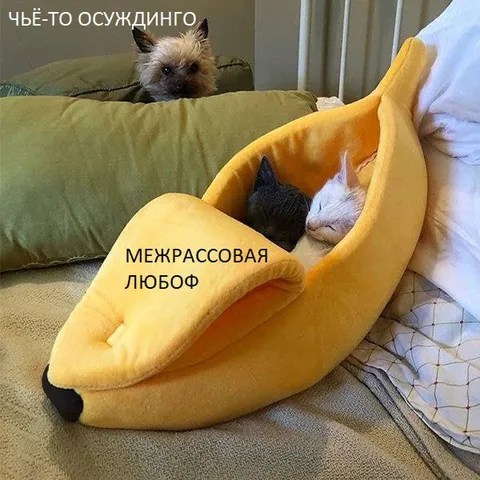 Осуждение межрассовой любови