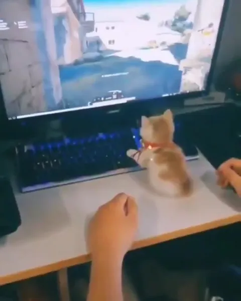 Кот играет в компьютерную игру