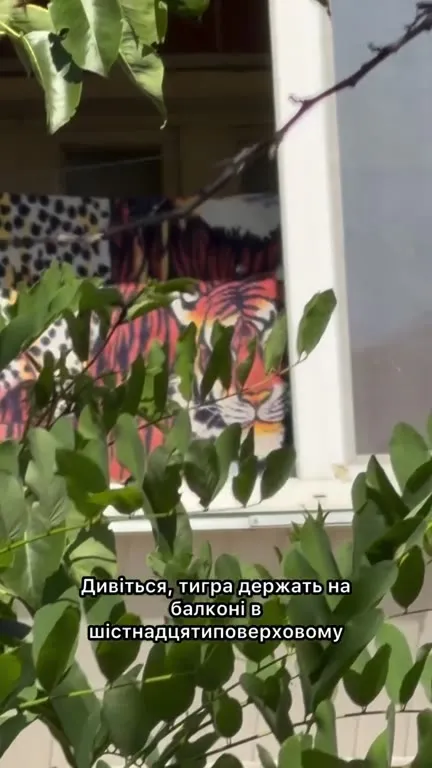 Тигр на балконі другого поверху