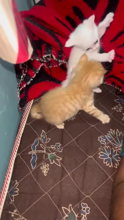 Котята устроили борьбу