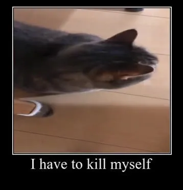 Cat Slowly Turns Away