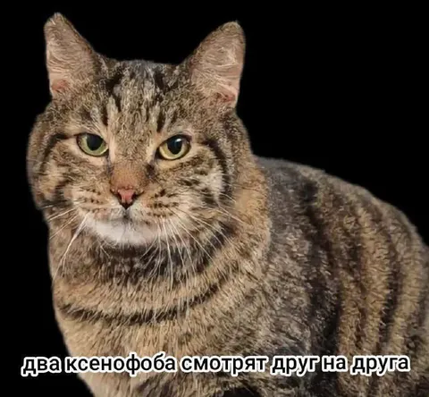 Два ксенофоба смотрят друг на друга