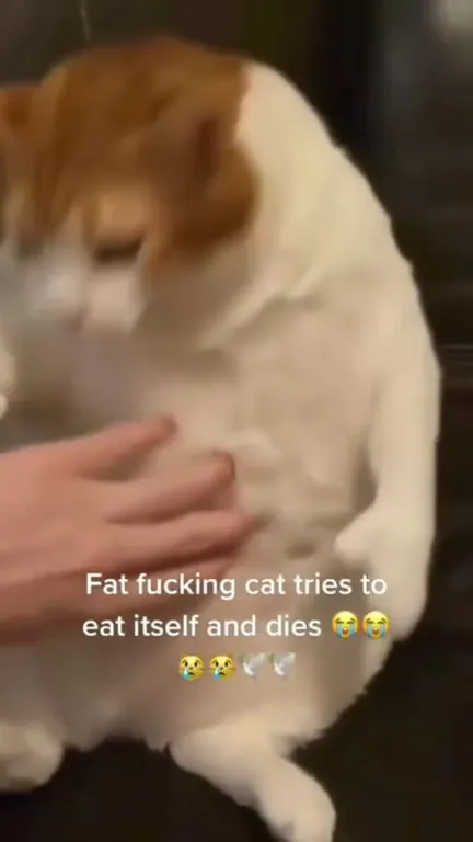 Fat Cat Tries to Eat Itself