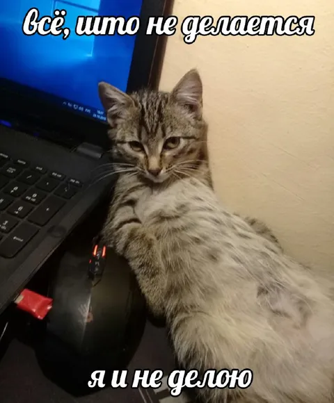 Кот, который ничего не делает