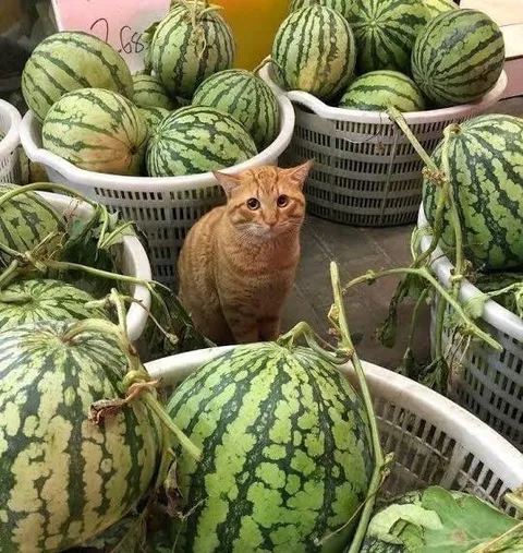 Кот среди арбузов