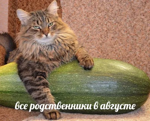 Все родственники в августе