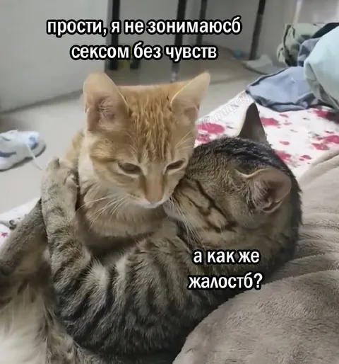 Коты без чувств