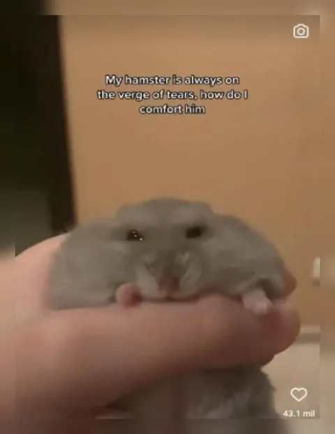Hamster on the Verge of Tears