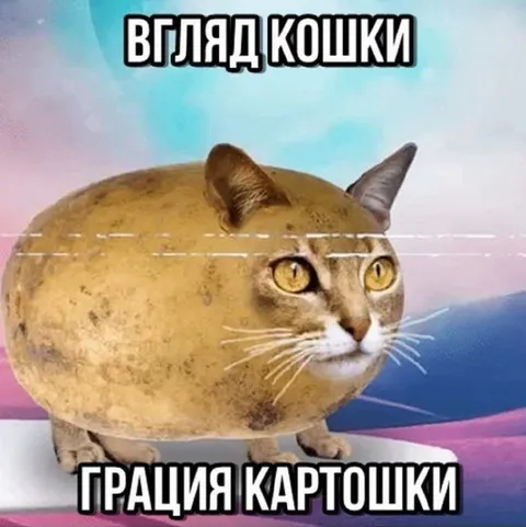 Вигляд кішки, грація картоплі