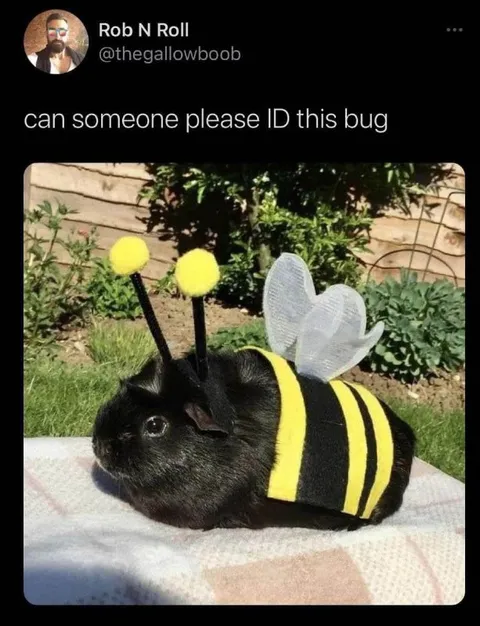Can Someone Identify This Bug