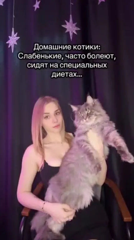 Домашние котики и оконные коты