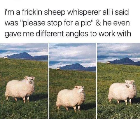 Sheep Gives Different Angles