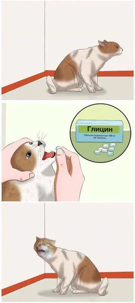 Кот после глицина