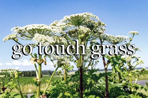 Go Toulch Grass Hogweed