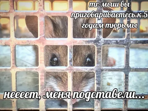Мышь подставили на пять лет
