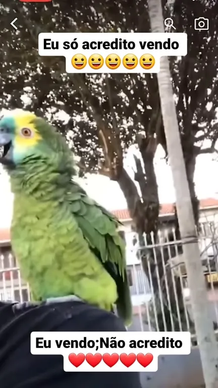 Papagaio que ninguém acredita