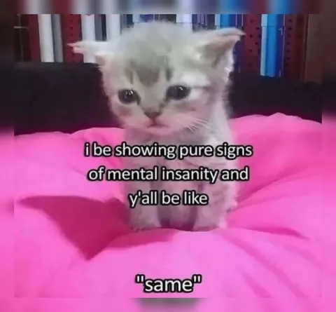 Same Mental Insanity Cat